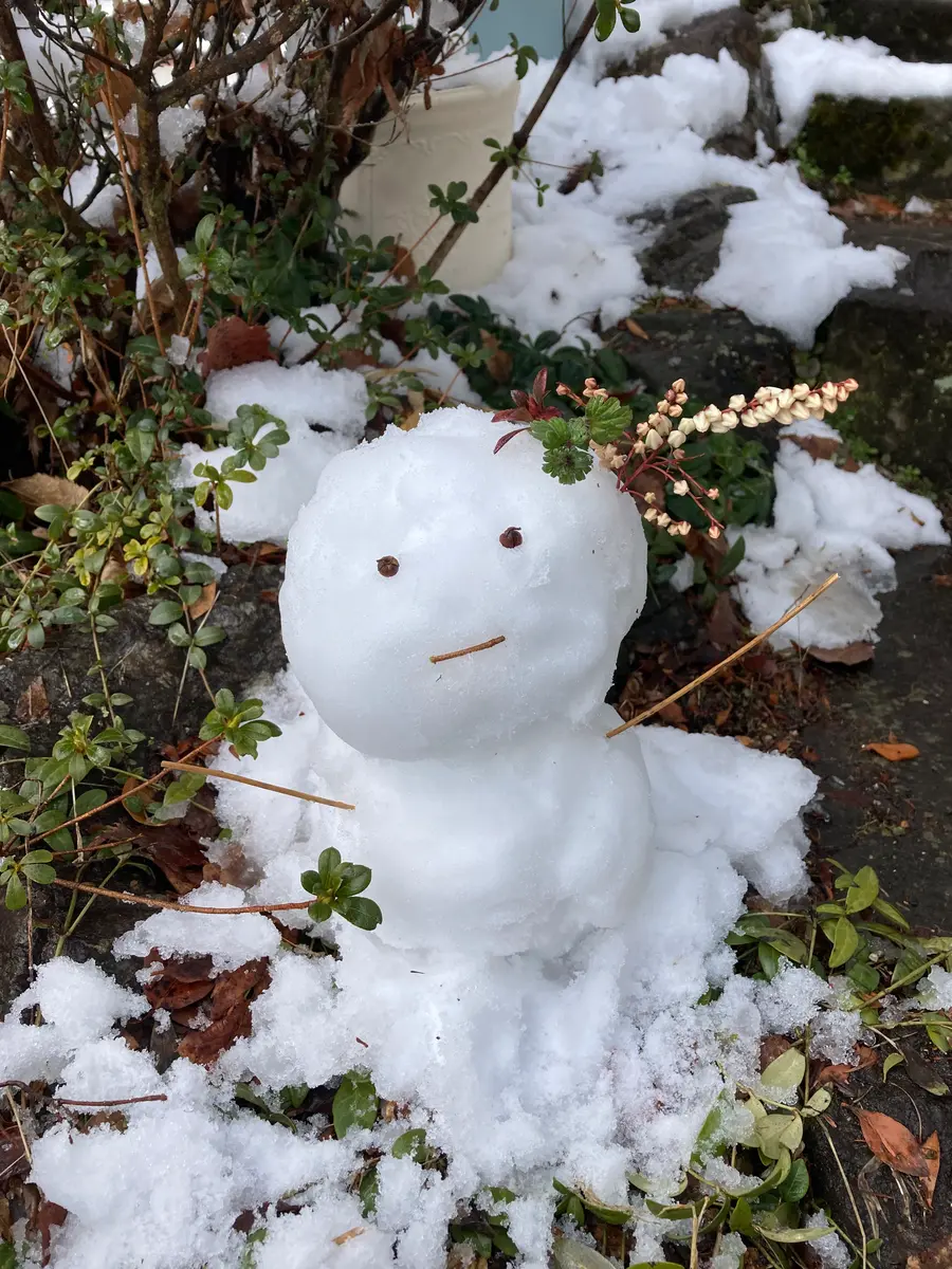 スノードロップ🤍🌱｜園芸日記by水色ガーデン｜みんなの趣味の園芸