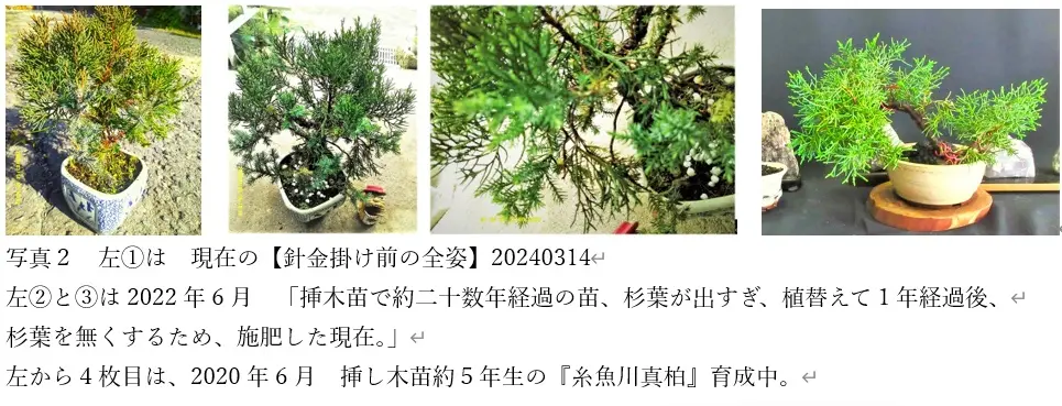 糸魚川真柏 苗木 5本セット(A) （糸魚川真柏 盆栽素材 苗木5本