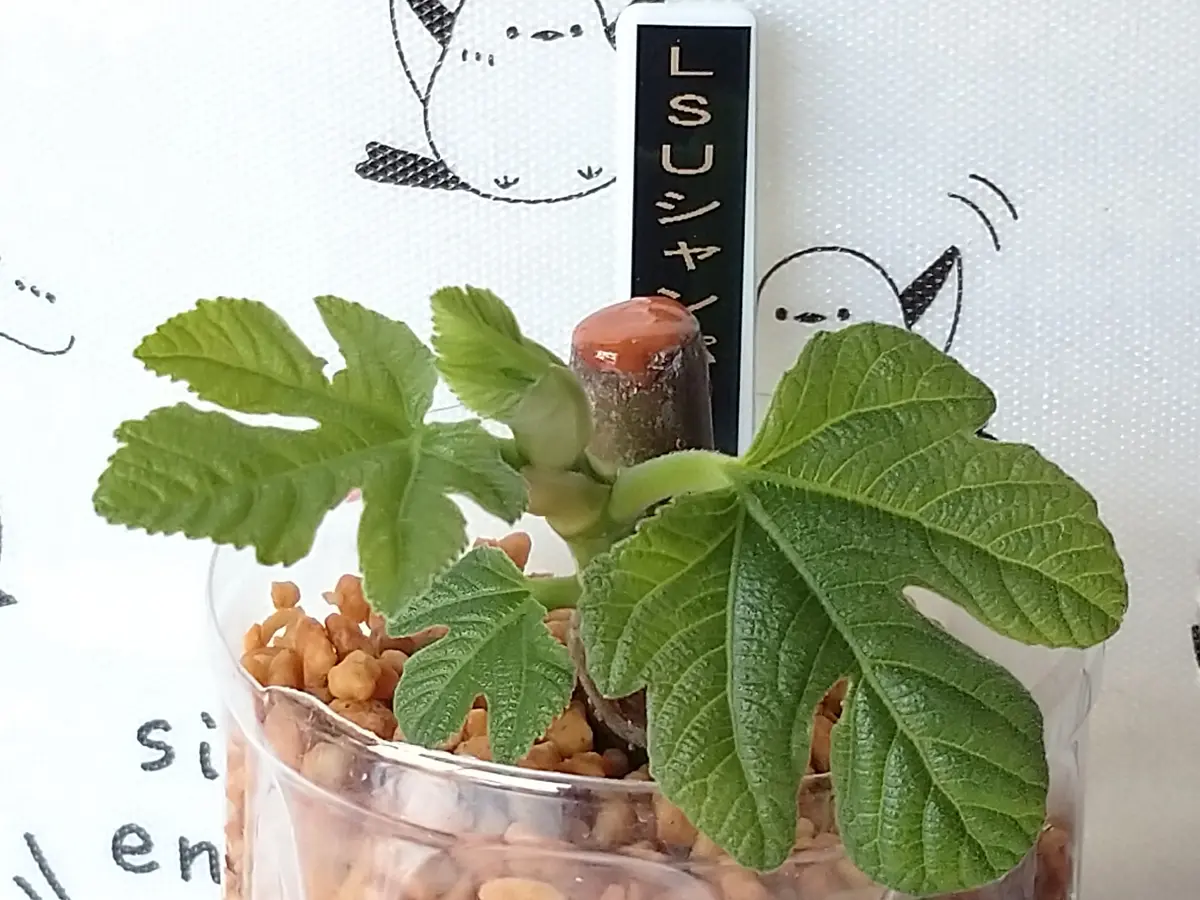 🍐イチジク【挿し木・展葉2枚目】②ブラックマデイラKK?🌸｜園芸