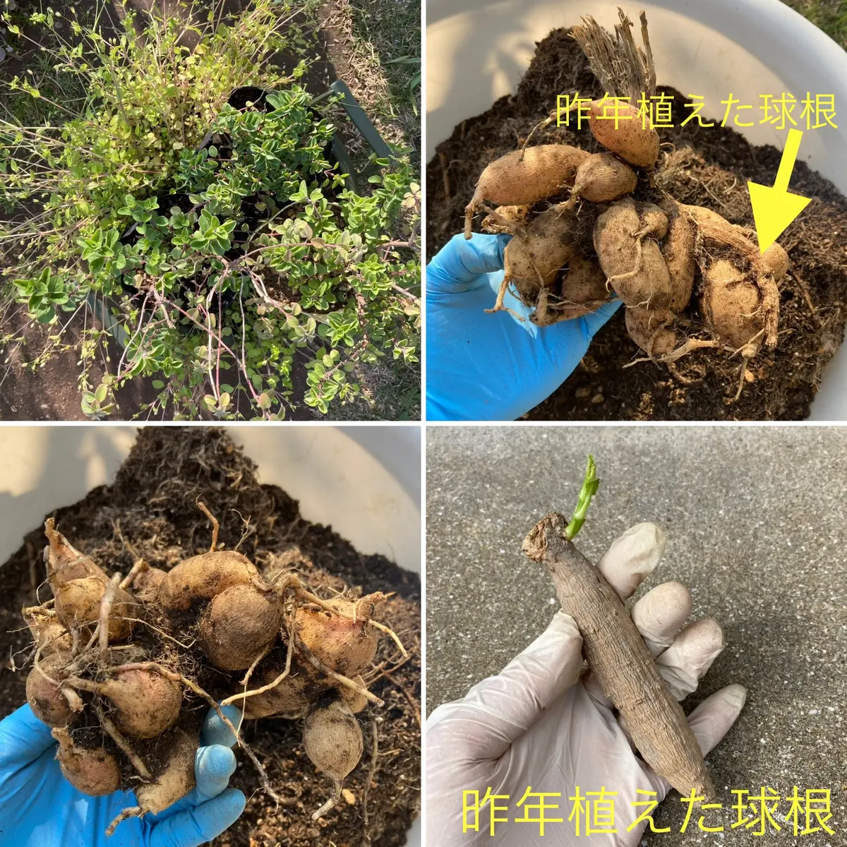 ダリアの球根を掘り上げ、ブロッコリーを収穫｜園芸日記bymarimo417