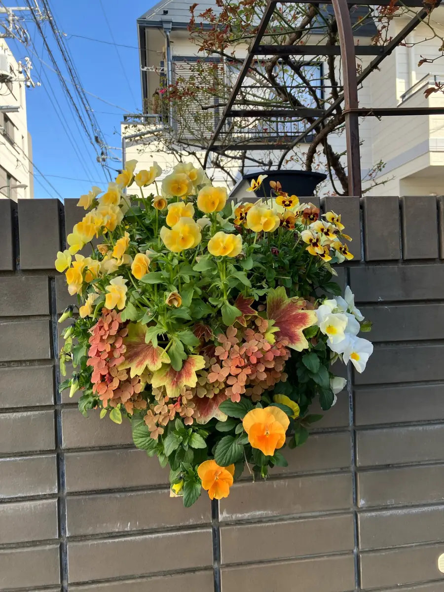 寄せ植え花 横長ハンギング ネモフィラバスケット寄せ植え♬.*゜