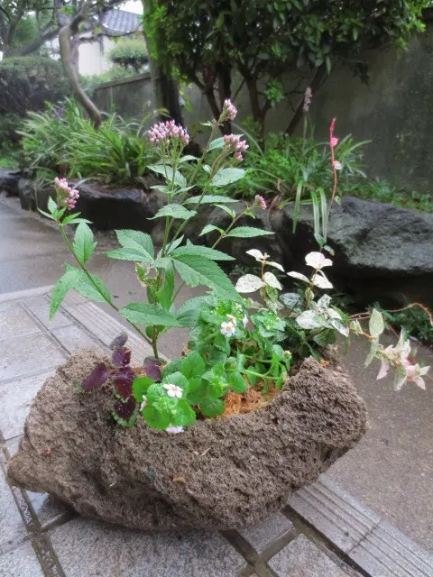 軽石鉢の寄せ植え｜園芸日記byはなさか じいじ｜みんなの趣味の園芸
