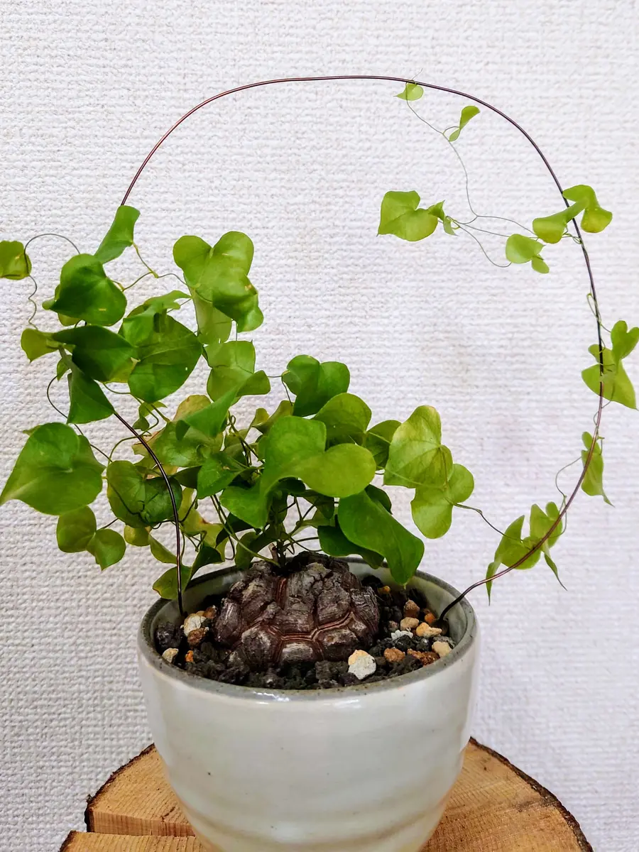 亀甲竜　ぼこぼこ個体　鉢付き 亀甲竜 (鉢入り) 5cm越え バキボコ割れ ディオスコレア 塊根植物