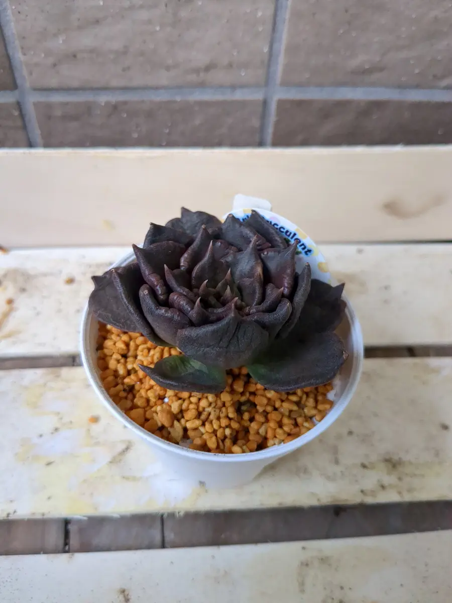 Top【選抜株】多肉植物 23609ブラックマディバ 12個 鉢無し/脱土 MA109