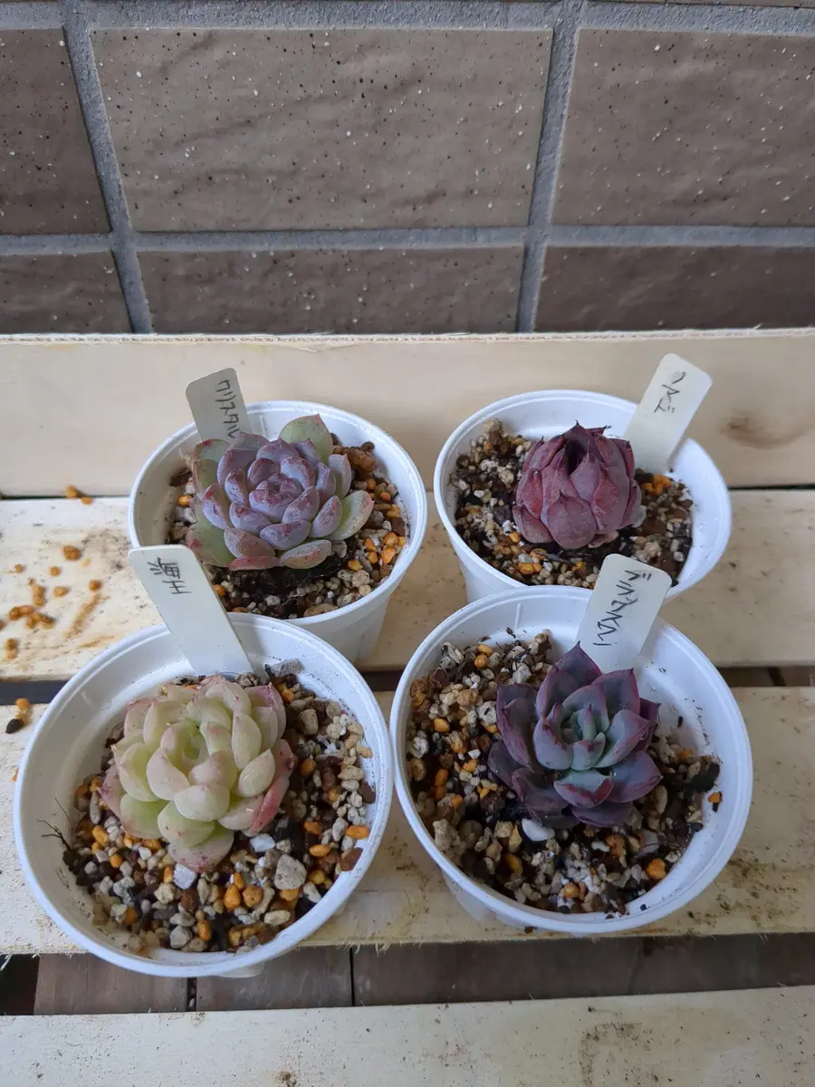 Top【選抜株】多肉植物 23609ブラックマディバ 12個 鉢無し/脱土 MA109