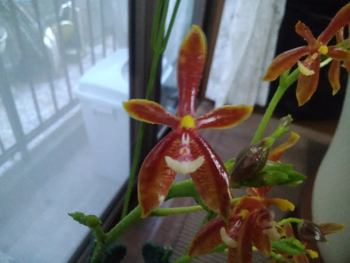 胡蝶蘭（ファレノプシスマンセビ）｜園芸日記by女仙太郎｜みんなの趣味