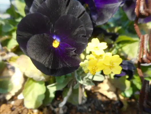 ミニミニ水仙エンジェルスウィスパー(^^♪｜園芸日記by愛は花