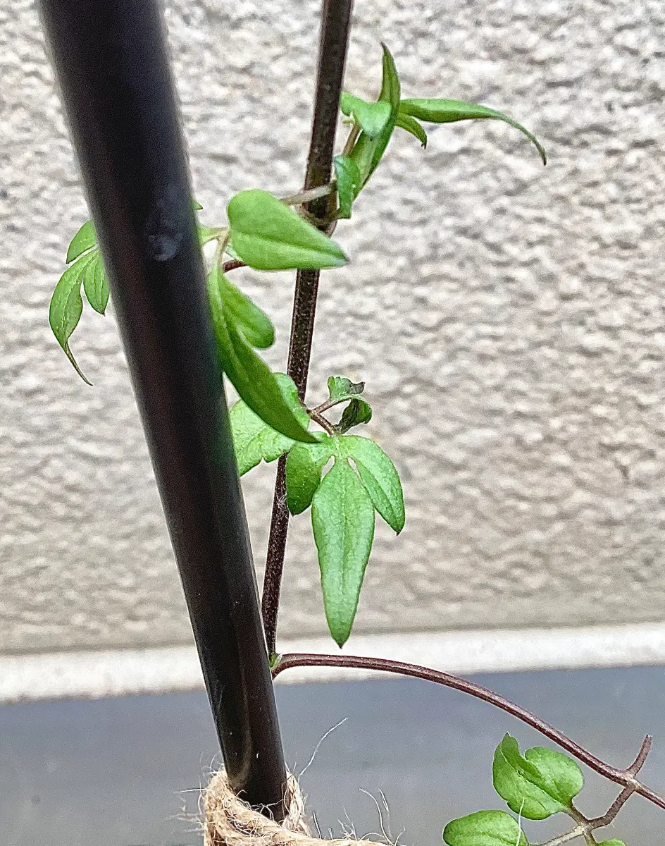 A*a様 クレマチス 【風の方位】正規品 ラベル付き クレマチス 風の方位 新品種 - メルカリ