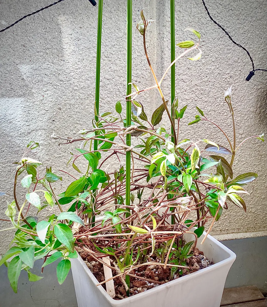 クレマチス・風の方位植えつけ注意⚠️と、絢爛の舞に蕾出てきました