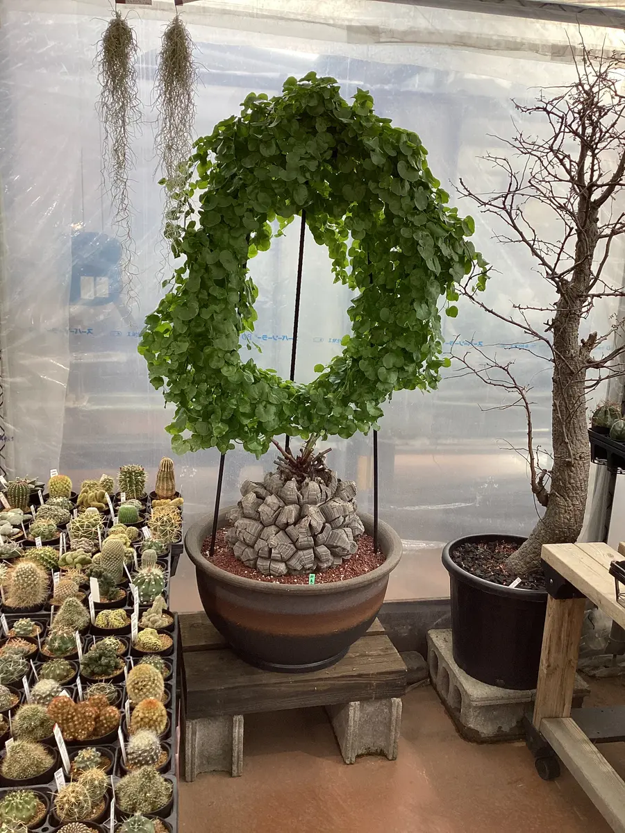 鶴仙園にも行って来た！^_^｜園芸日記byいぶたん｜みんなの趣味の園芸