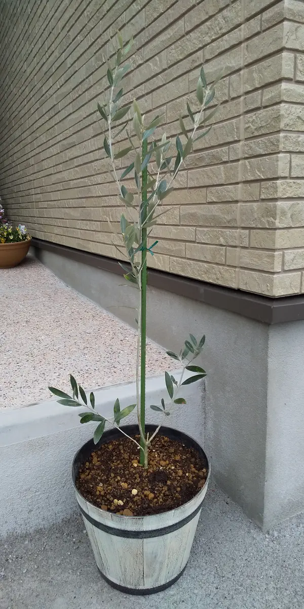 引き取り限定 オリーブ鉢植え