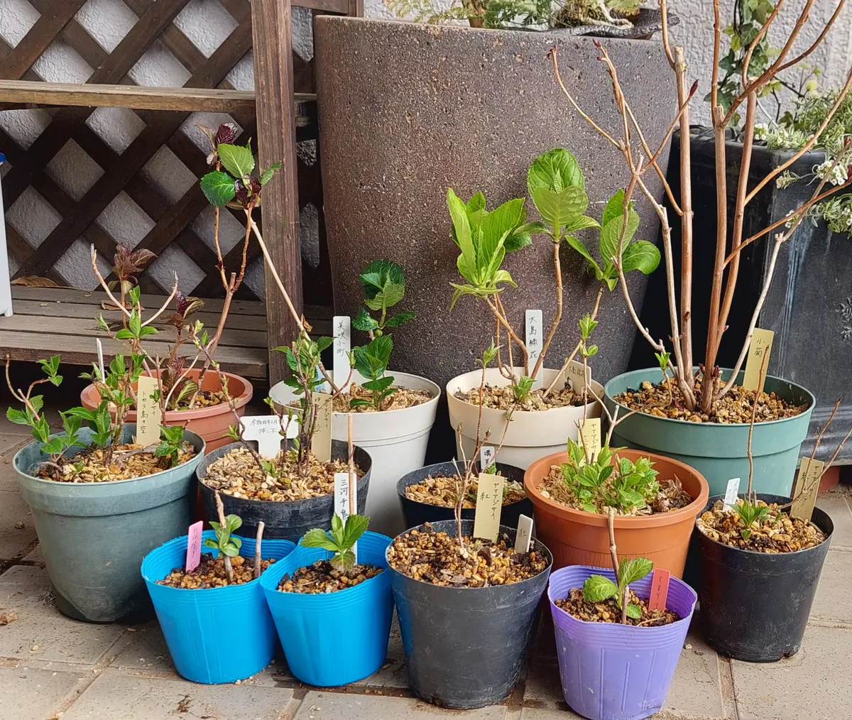 紫陽花プロジェクトにご支援頂きました｜園芸日記bySみん｜みんなの