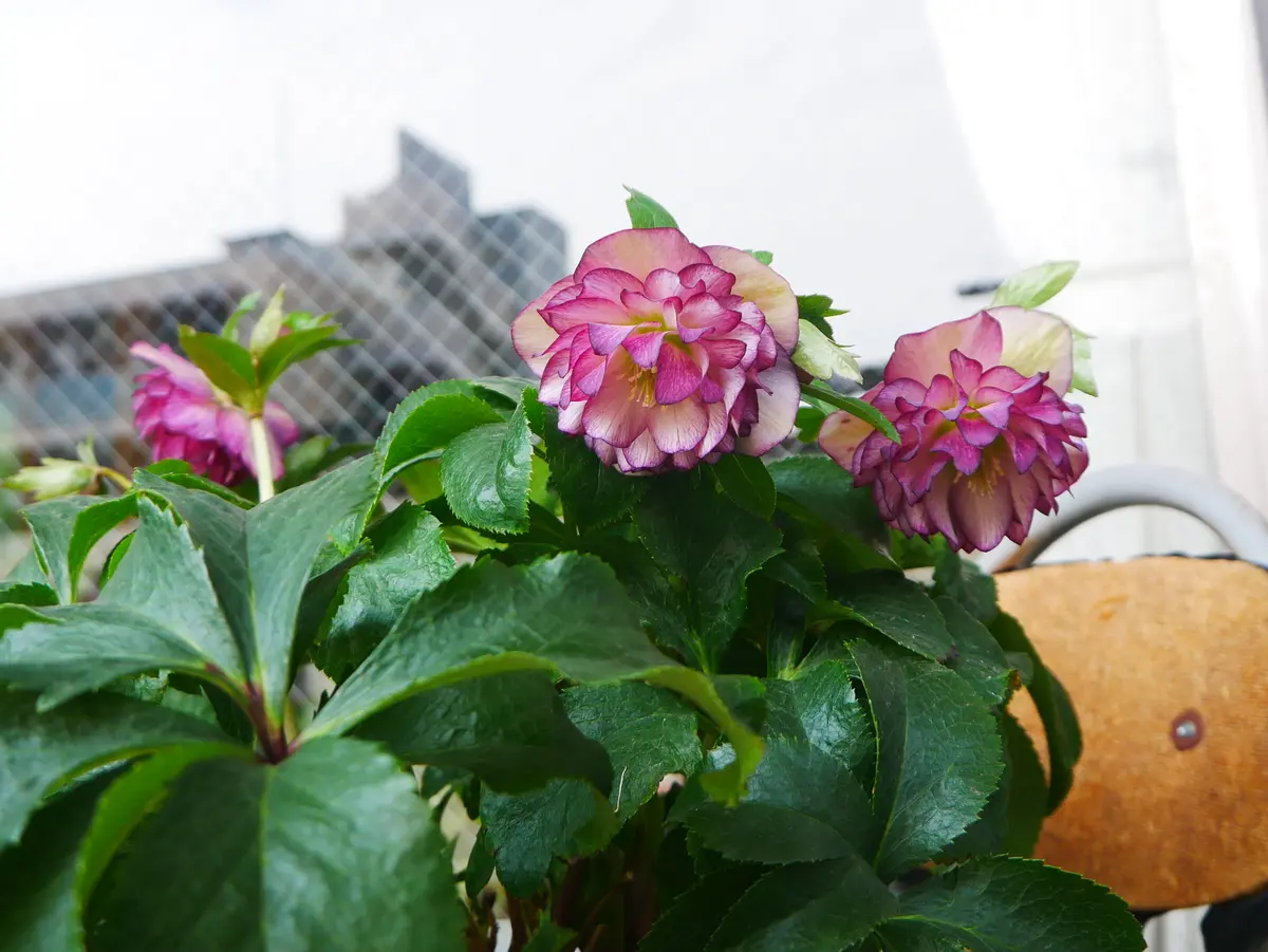 クリスマスローズ 2025.117 開花株 国華園オンラインショップ / 花苗