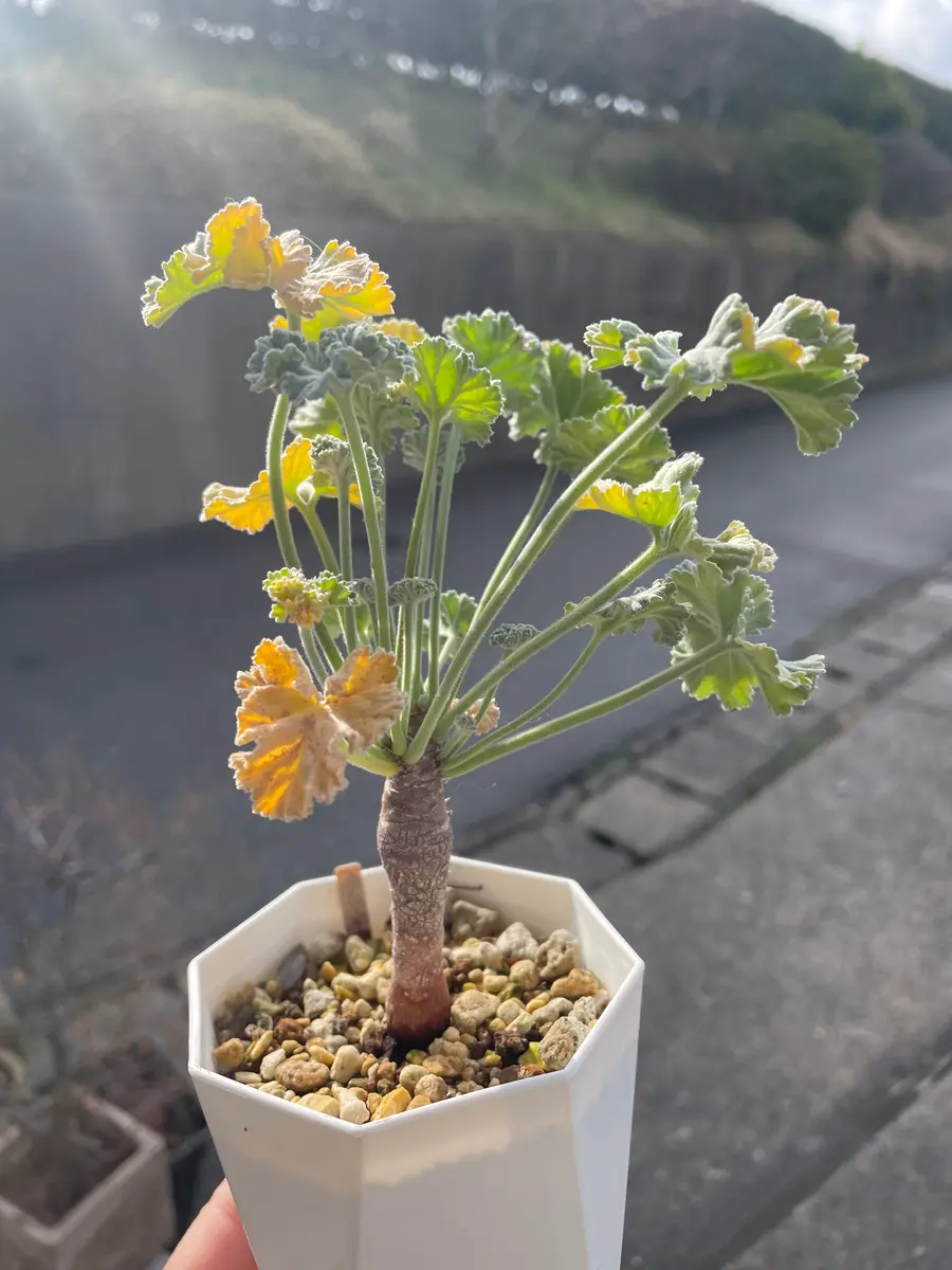 ペラルゴニウムミラビレ ペラルゴニウム ミラビレ 6 | mana's farm:塊根植物・アガベ・ドライ