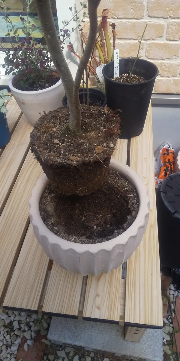 あー斑入りトベラが😣。急遽植え替え😰😰&届いた多肉カット苗