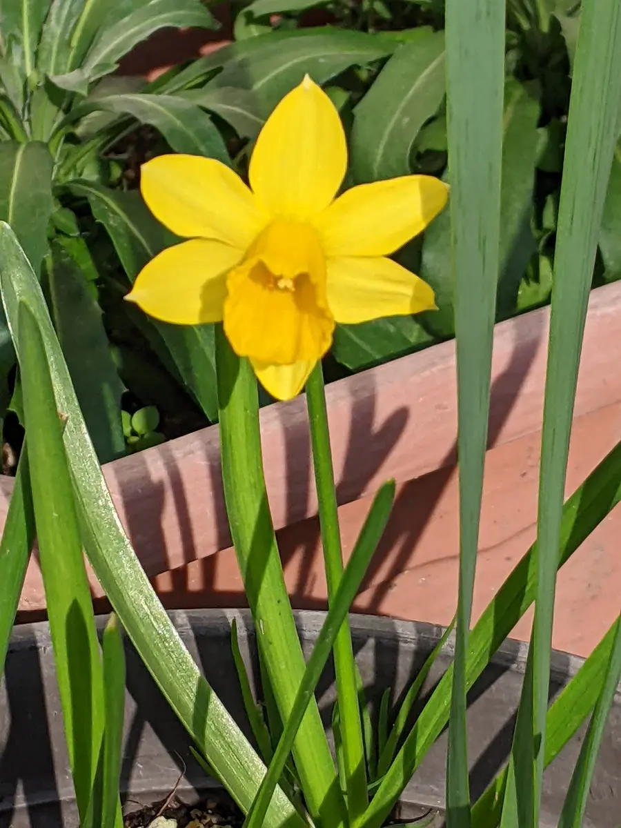 春の植物｜園芸日記bymiki2020｜みんなの趣味の園芸｜1178794
