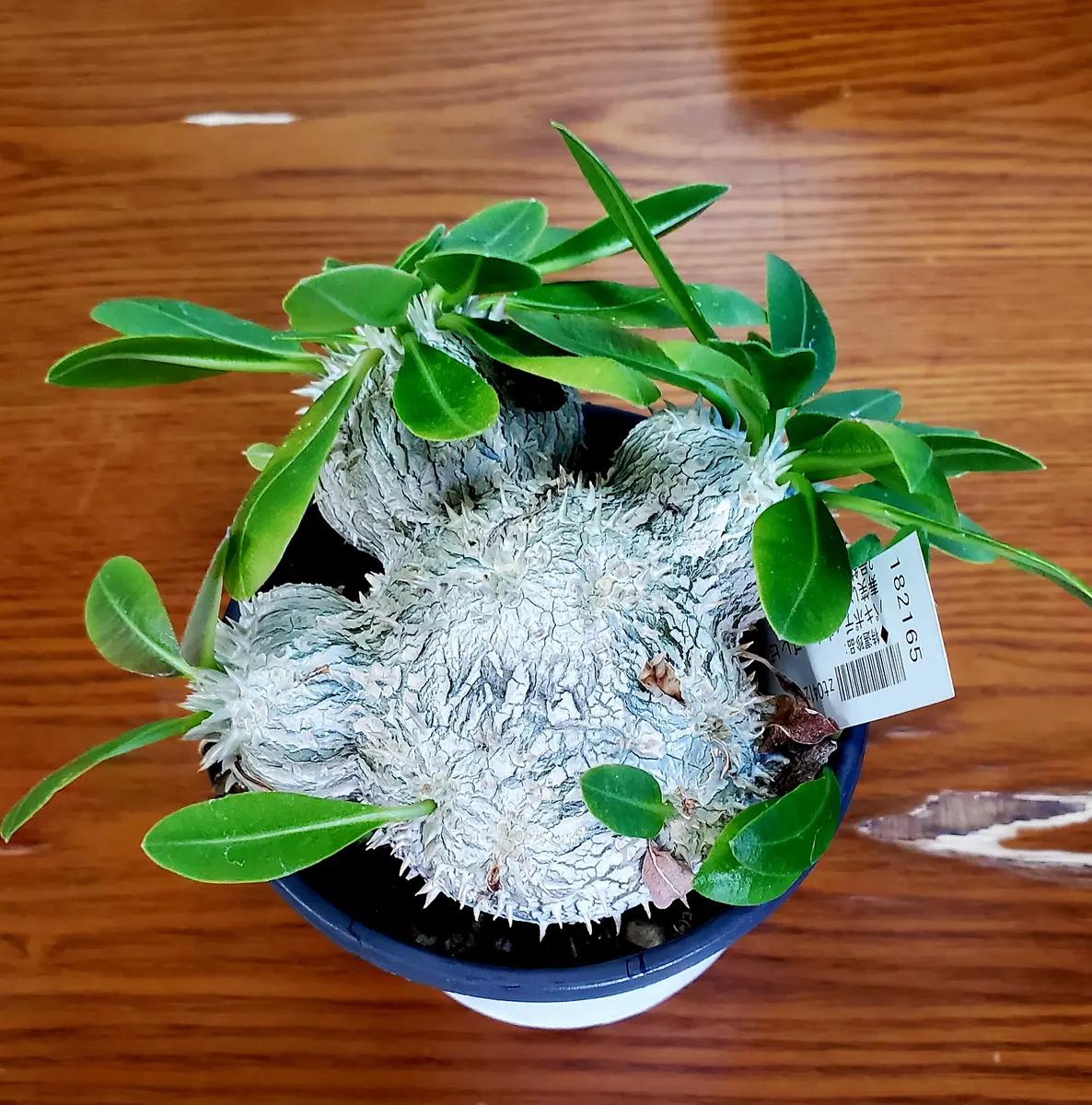 パキポディウム・ブレビカウレ恵比寿笑い｜園芸日記byりょうじパパ