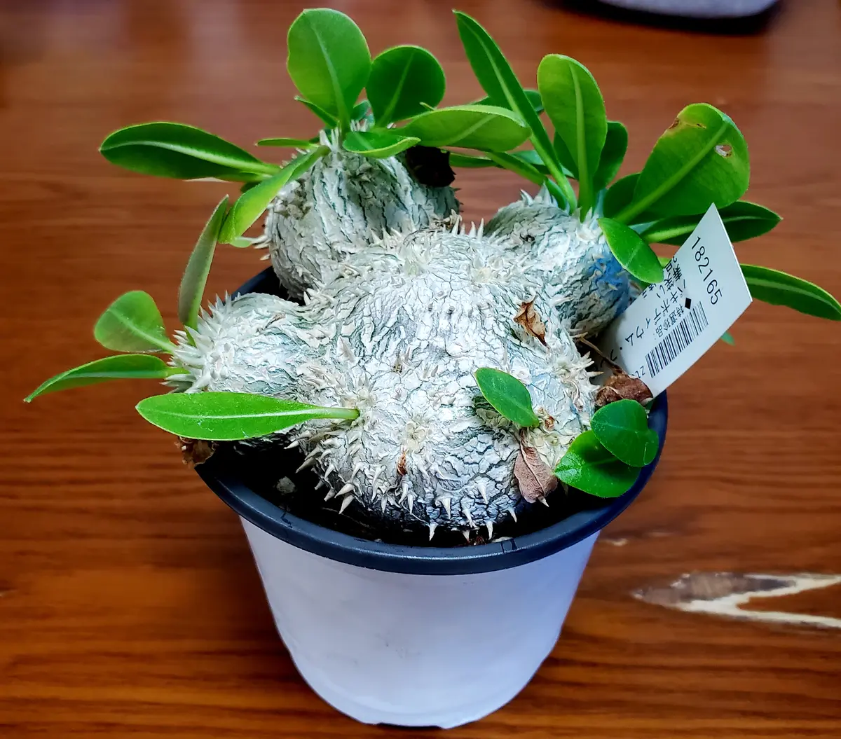 パキポディウム・ブレビカウレ恵比寿笑い｜園芸日記byりょうじパパ