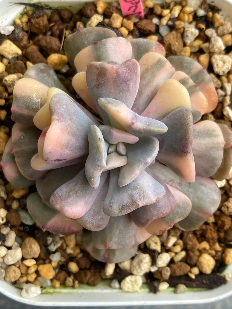 キュービックフロスティー錦 【公式通販】