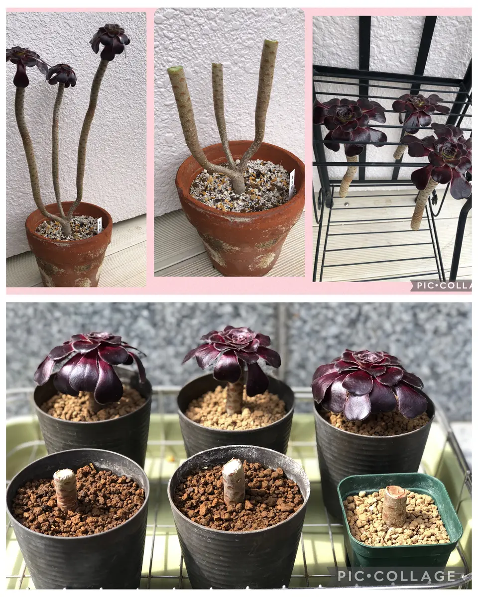多肉植物。 ハロウィン黒魔法師カット苗1頭 （アエオニウム 多肉