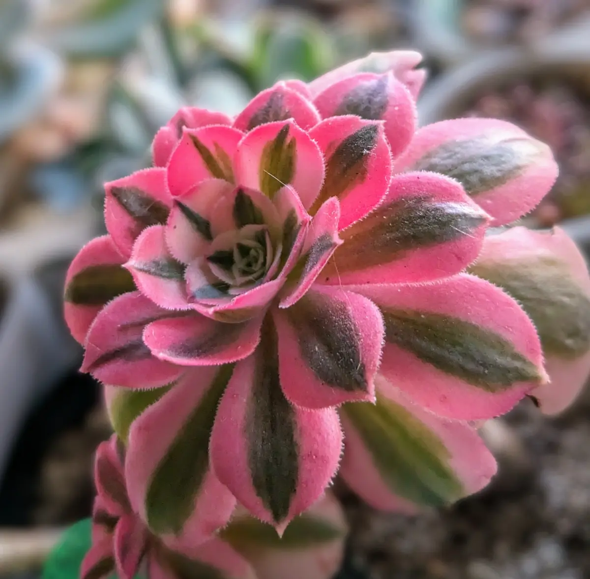 多肉植物❣️アエオニウム ピンクウィッチ錦綴化 法師錦 ❣️根付き（BIG） ごつ