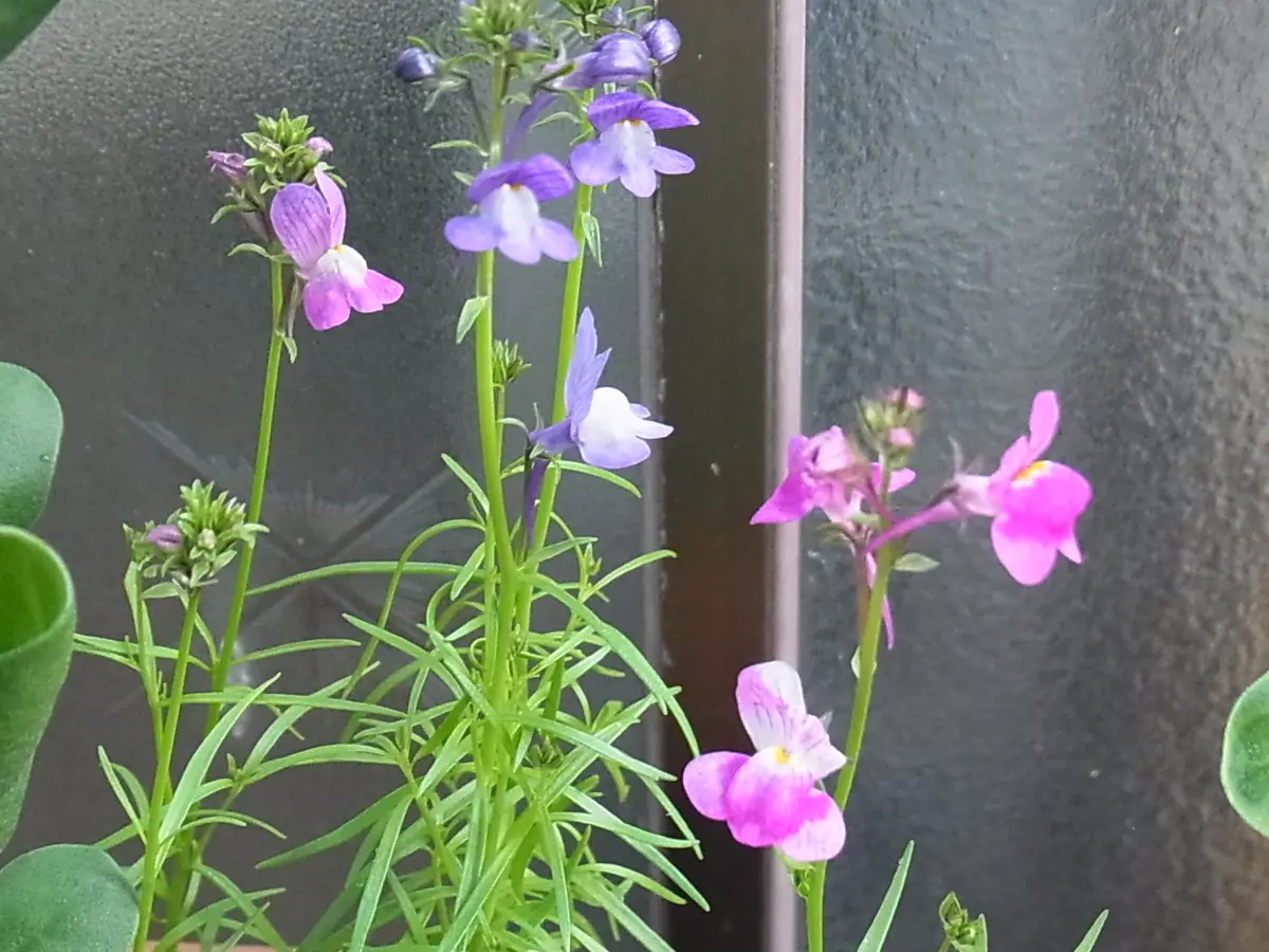 ラナンキュラスとリナリアとパンジーの花｜園芸日記byblanca7977