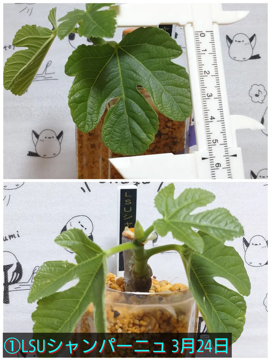 🍐イチジク【挿し木・展葉】①LSUシャンパーニュ成長🌸｜園芸