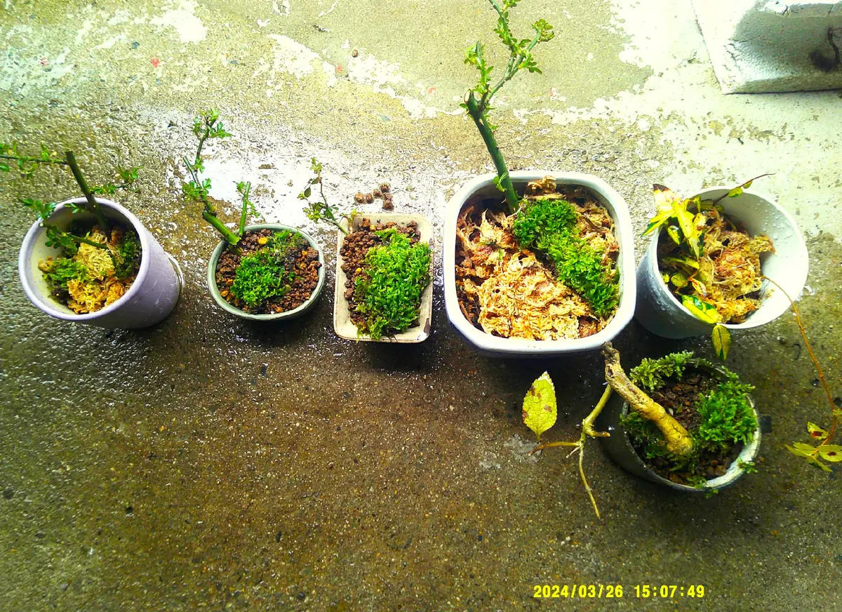 ノイバラ挿木苗『屋久島バラ』の鉢上げ｜園芸日記bymeika｜みんなの