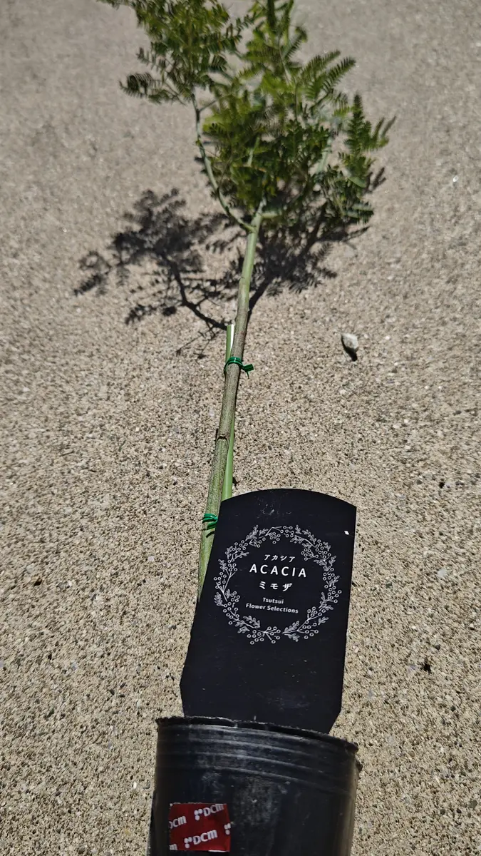 ミモザ植え付け｜園芸日記byひなp｜みんなの趣味の園芸｜1180820