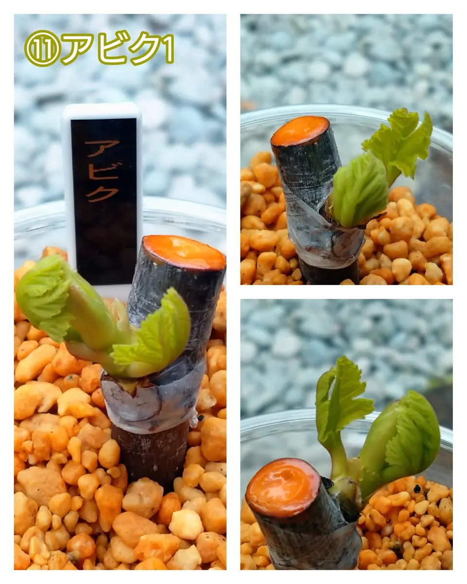 🍐イチジク【挿し木・展葉】⑪アビクAbicou🌸｜園芸日記bymtaka