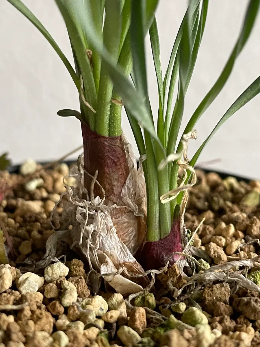 ゲチリス ナマクエンシス Gethyllis namaquensis ラスト1球