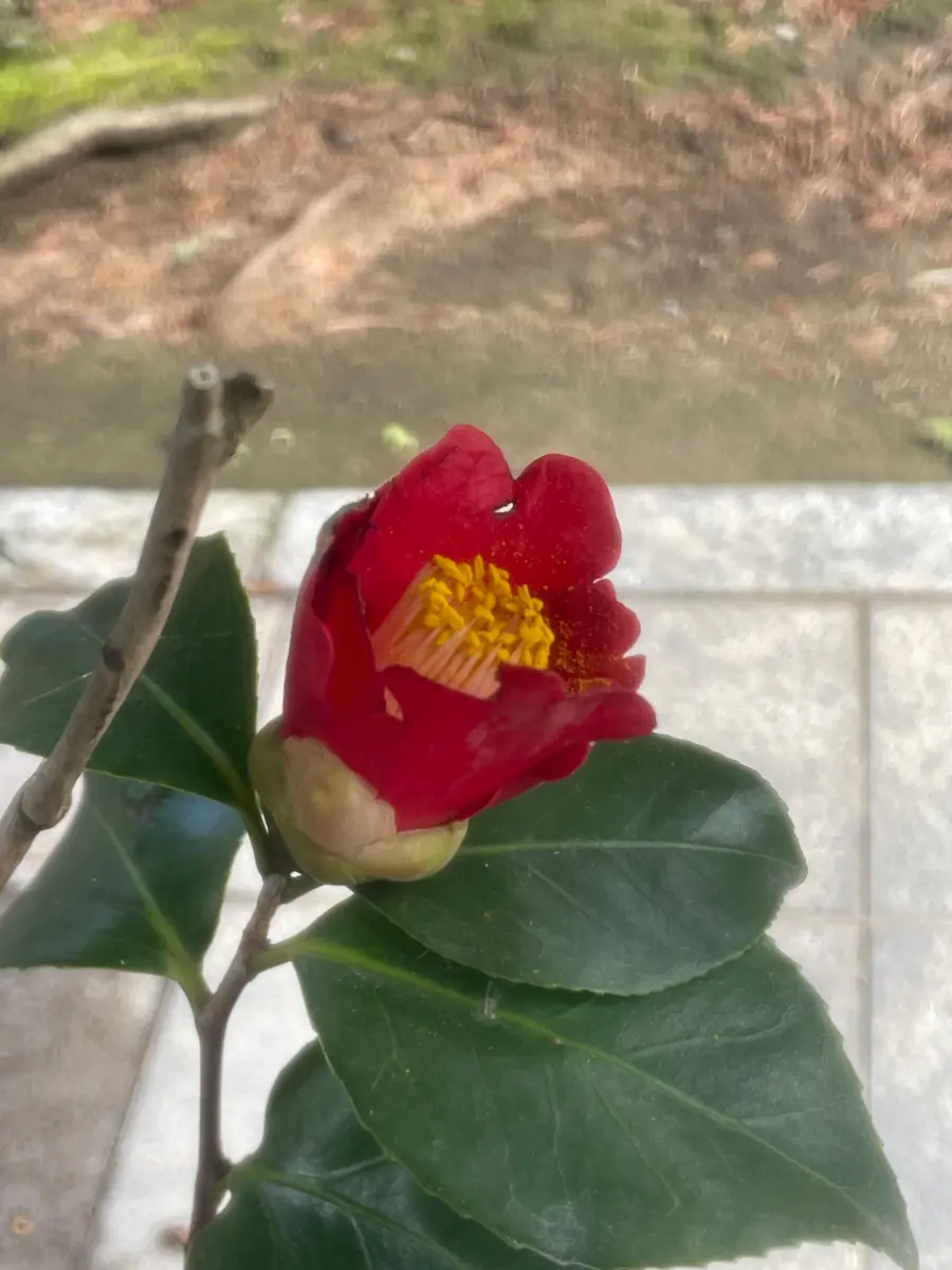 椿の花が食べられてる〜〜鳥避け吊るします｜園芸日記by冬月｜みんなの