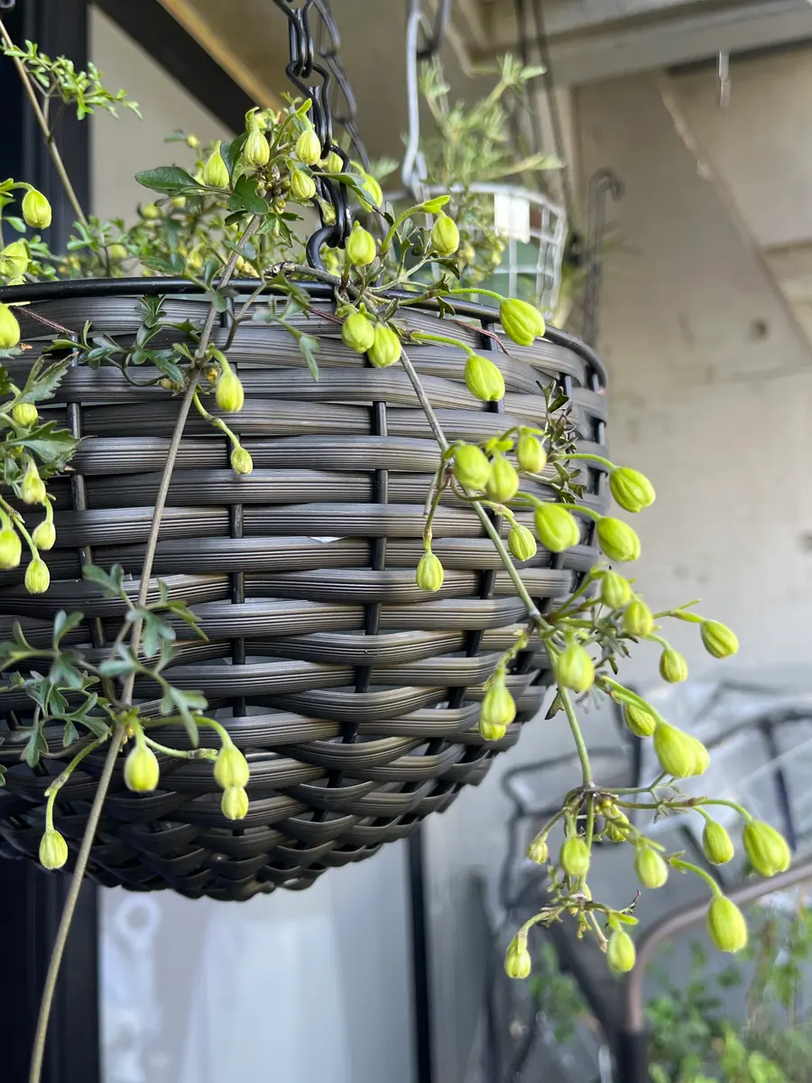 アオダモってすごい！｜園芸日記byぶんぶぶん｜みんなの趣味の園芸