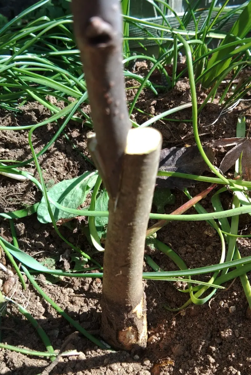 オーダーページ 柿(カキ) 果樹の枝各種、接ぎ穂(穂木) オーダーページ