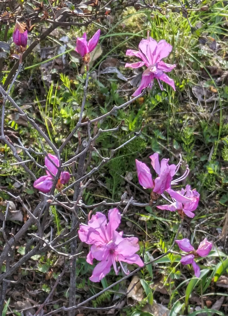 早咲きのミツバツツジ💜…ですが…｜園芸日記byドブたぬきの部屋