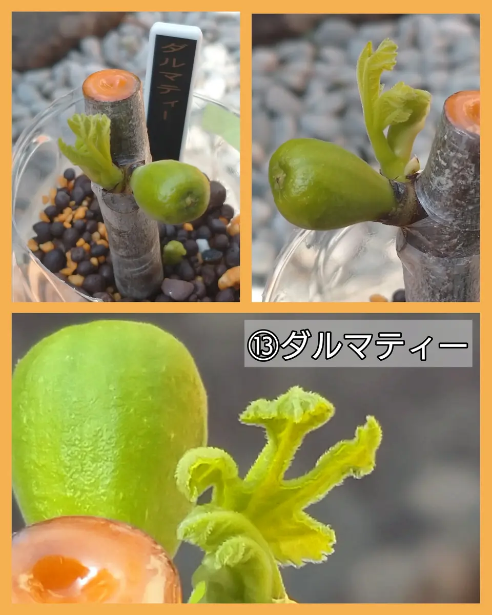 🍐イチジク【挿し木・展葉】⑫シャーアンバー⑬ダルマティー⑭ブリジャ