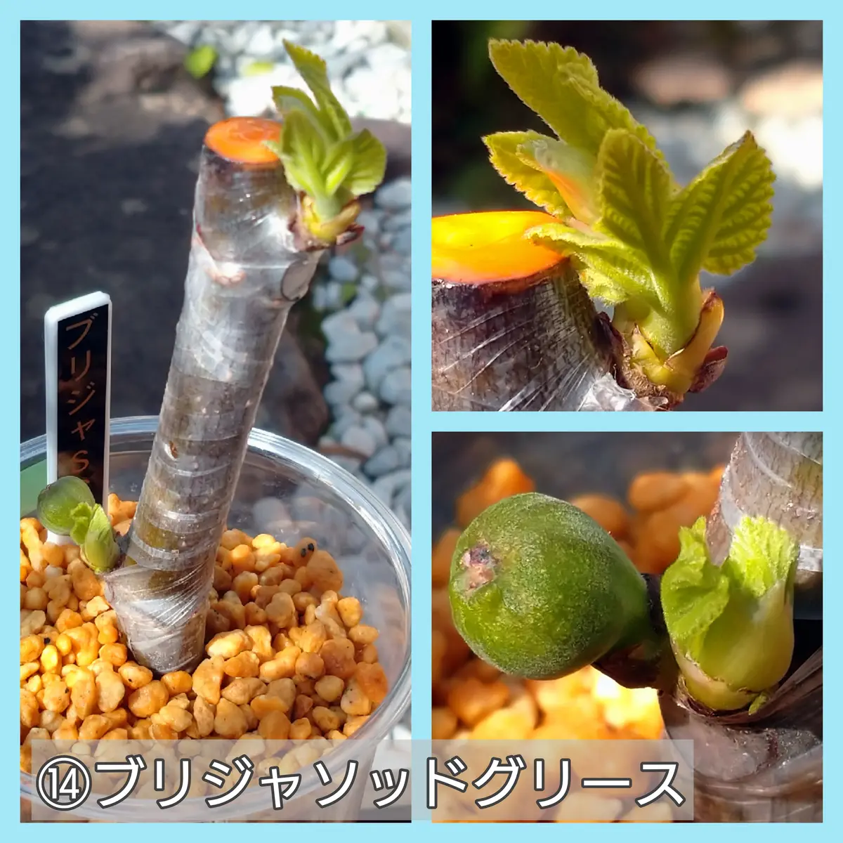 【専用】Tropical Goldenberry挿木苗 イチジク Tropical Goldenberry挿木苗 イチジク - メルカリ