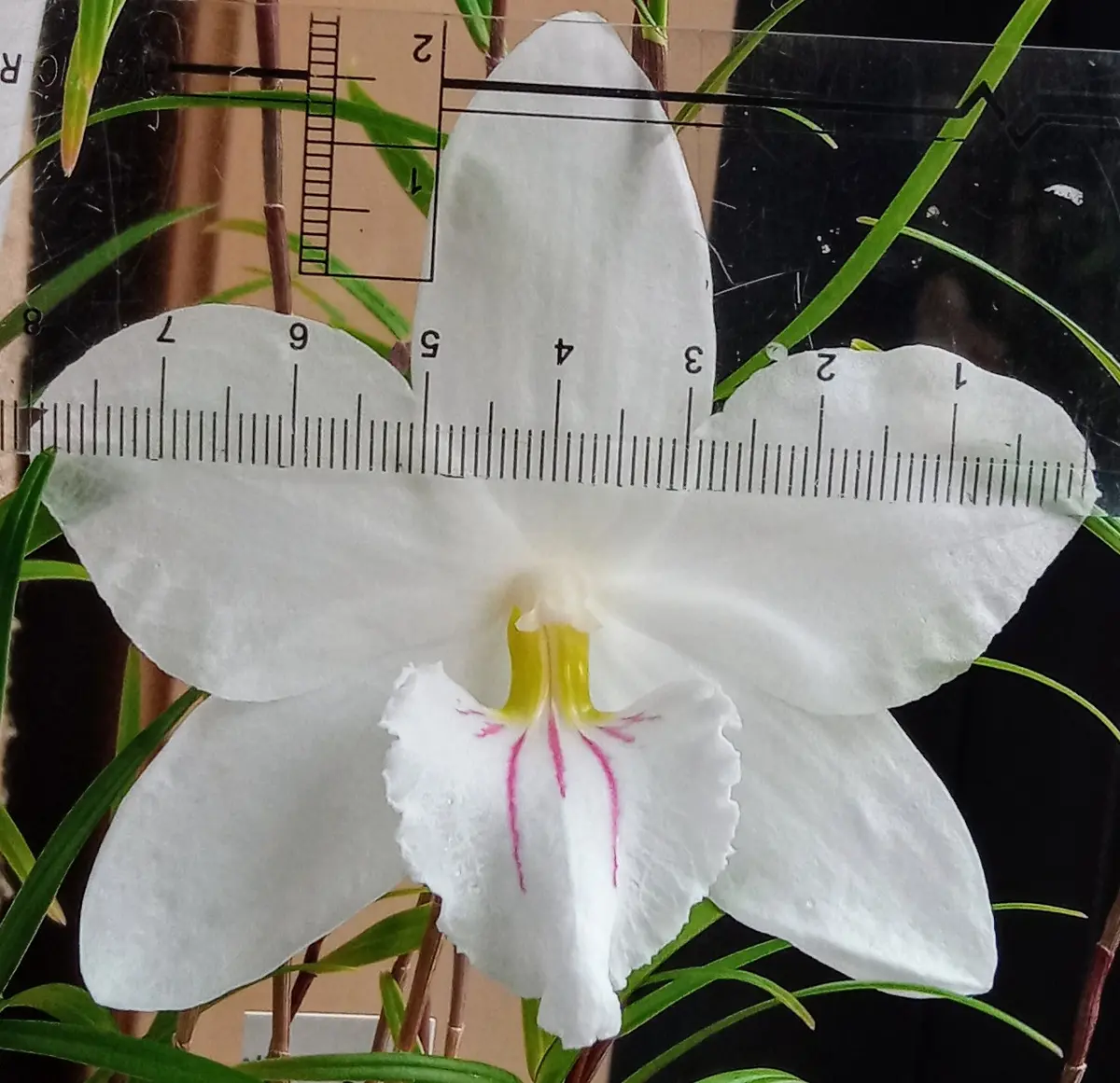 いきなり大きな花にびっくり｜園芸日記byHanaHana39