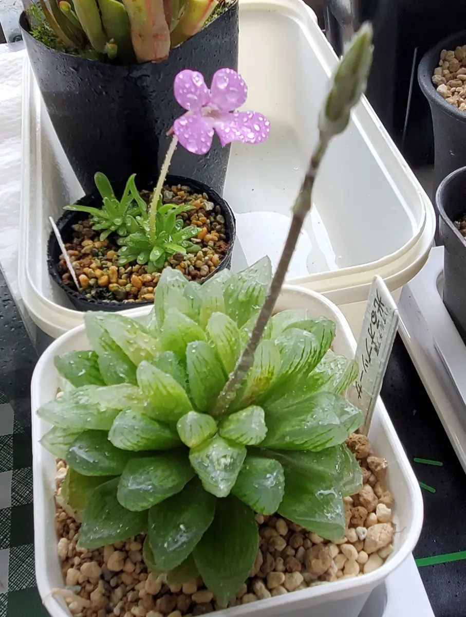 アエオニウムの寄せ植え|園芸日記byたにくっちゃん(旧:エアー アエオニウムの寄せ植え|園芸日記byたにくっちゃん(旧:エアー
