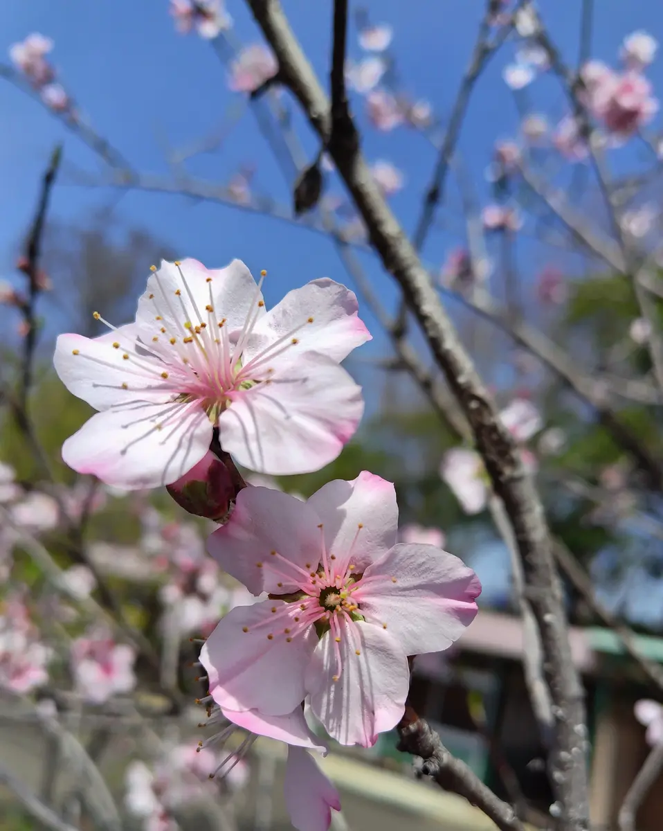 表札☆happyフラワー150☆ 表札☆happyフラワー150☆