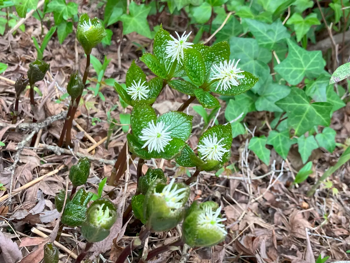 【春蘭＊開花株＊5つの可憐なお花が咲いています】天然/野生/里山自生/山野草 春蘭＊開花株＊5つの可憐なお花が咲いています】天然/野生/里山自生/山