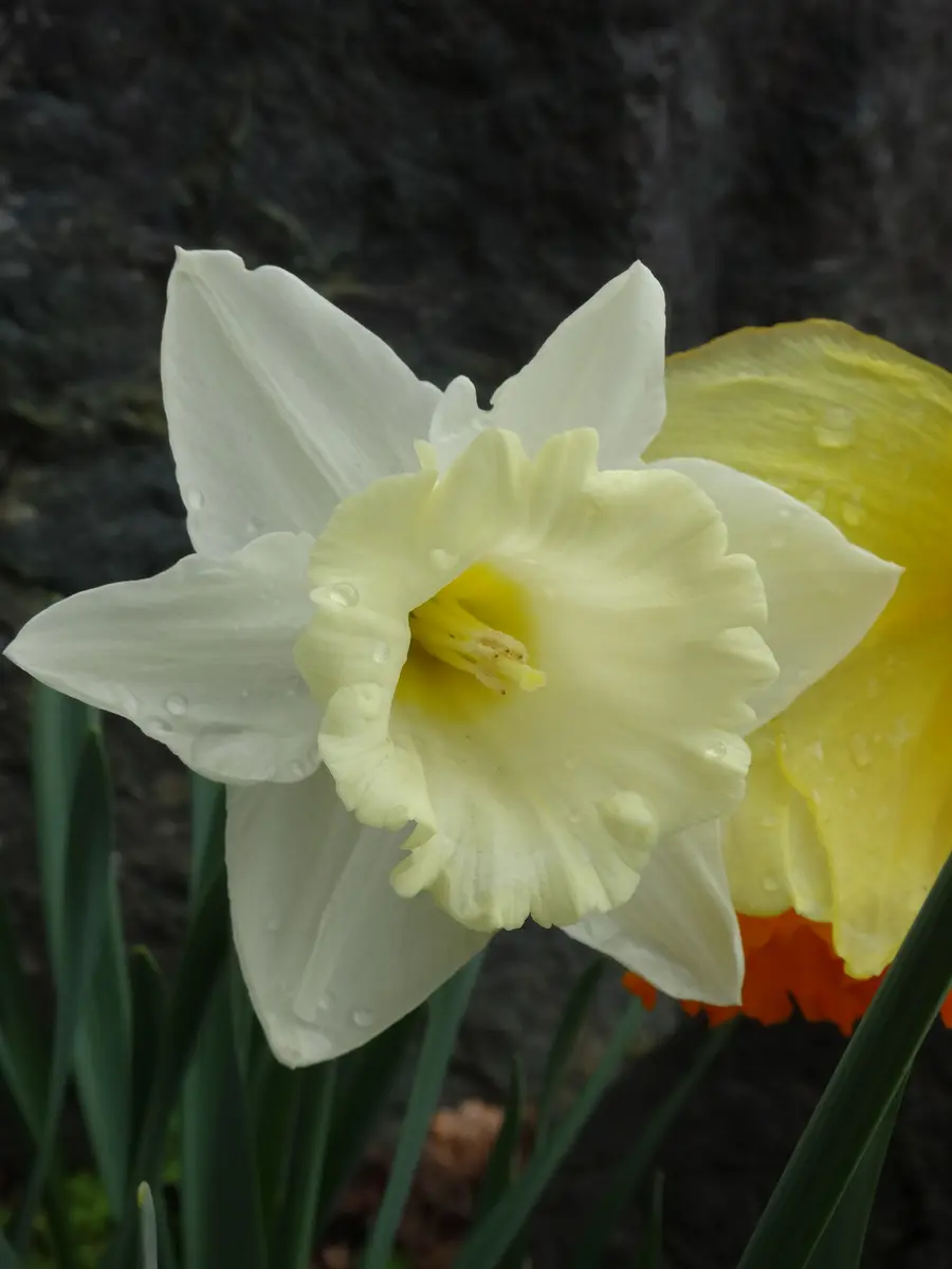 昨日の陽気で水仙が一気に咲きました｜園芸日記byやまどりあゆ
