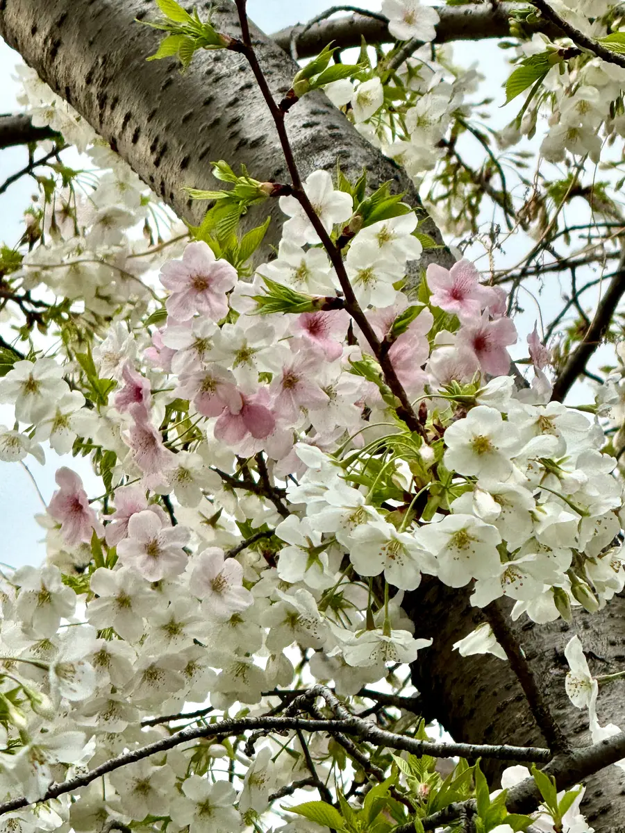 白い桜🌸ピンク色の花｜園芸日記byMemoryofHappyRose｜みんなの趣味の