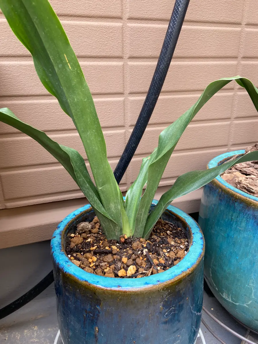 万年青｜園芸日記byましょ｜みんなの趣味の園芸｜1183530