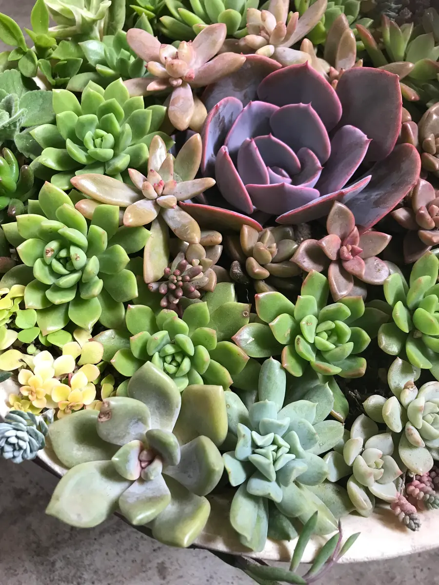 大盛り多肉丼！！グラデーション植えです！｜園芸日記byPoohhhh