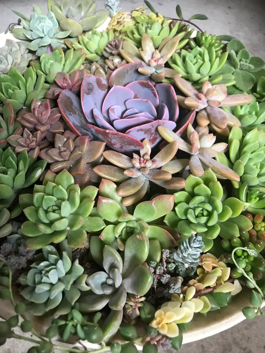 大盛り多肉丼！！グラデーション植えです！｜園芸日記byPoohhhh