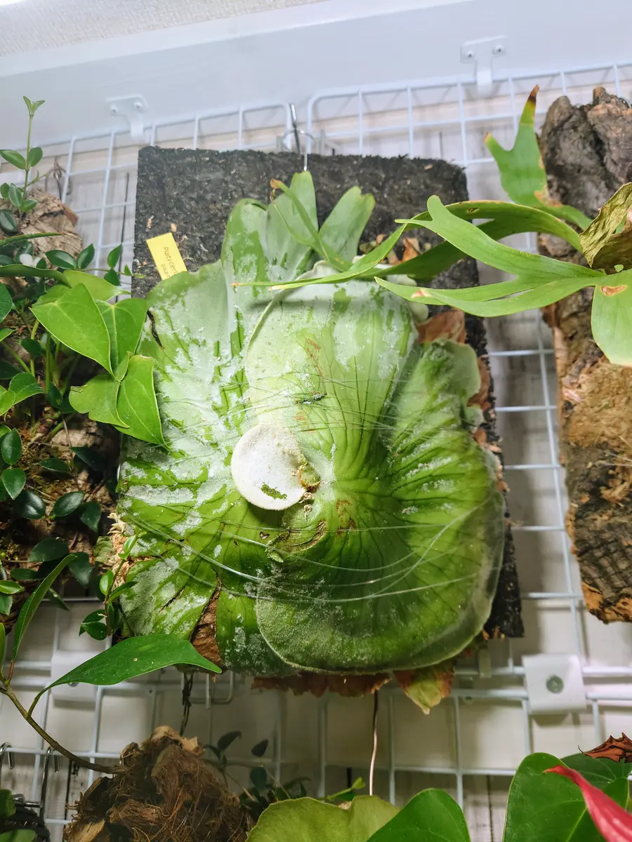 ビカクシダ・グランデさん、お引越し！｜園芸日記byPlantskafka
