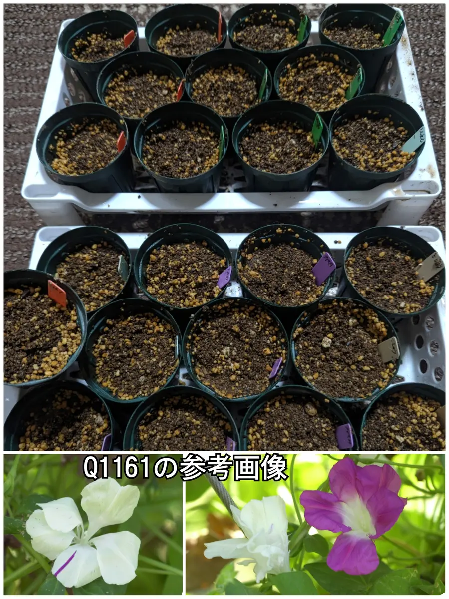 朝顔の種まき❗｜園芸日記byぷぅ｜みんなの趣味の園芸｜1184161