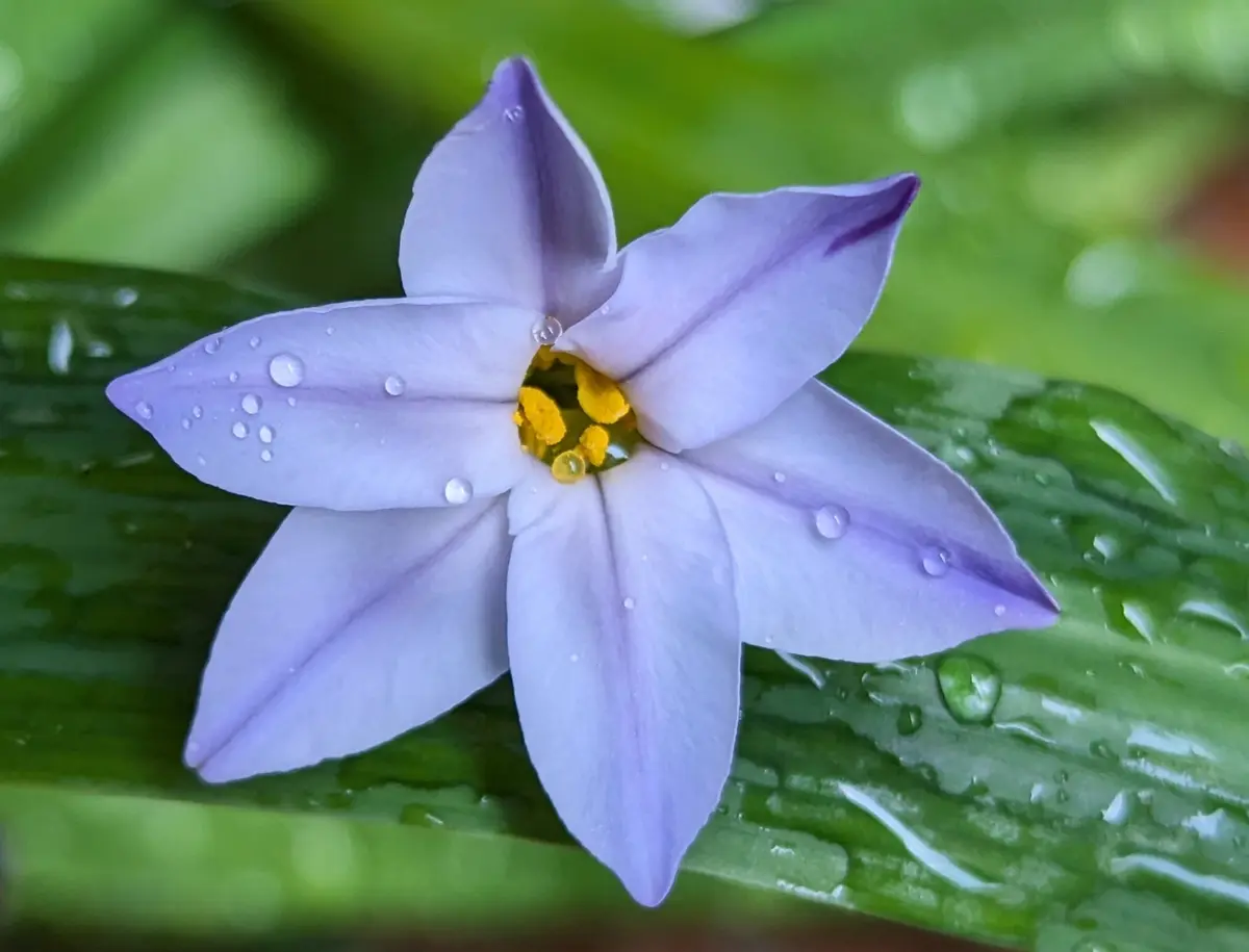 薄紫のお花が咲きました｜園芸日記byかおりん｜みんなの趣味の