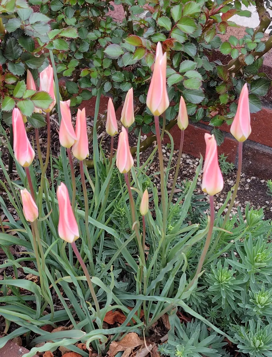 天候に対応する？原種チューリップ｜園芸日記by葉っぱ会う日｜みんなの